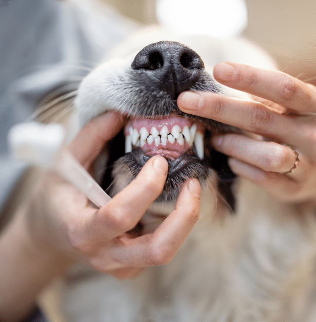 Dentral